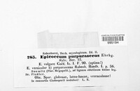 Epicoccum purpurascens image